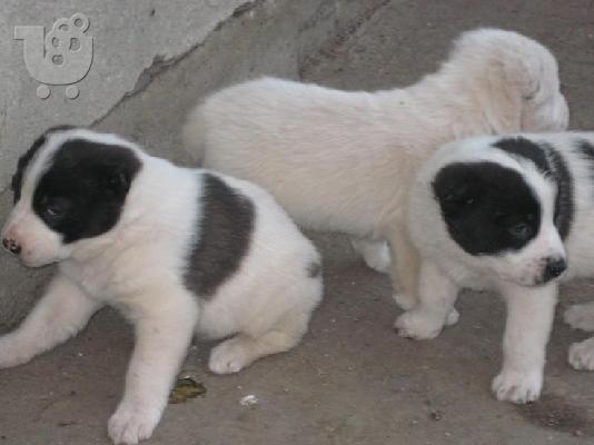 Ποιμενικός Κεντρικής Ασίας – 380 euro